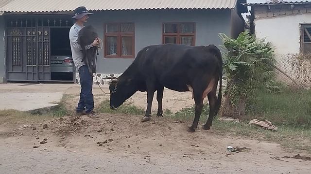 ДУ САР СУПЕР ГОВҲОИ ГУСОЛАДОРИ ФУРУШИ ТЕЛЕФОН. 409 23 23 23.