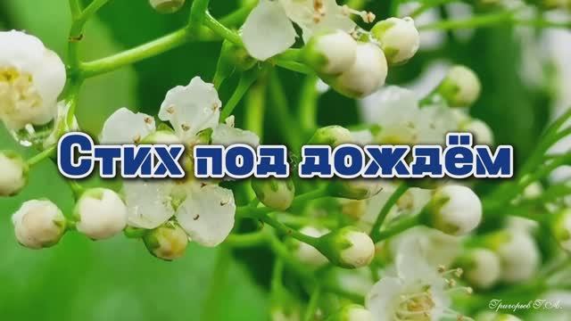 А вы давно гуляли под дождём...
Стих под дождём. Александр Карташ смотреть онлайн