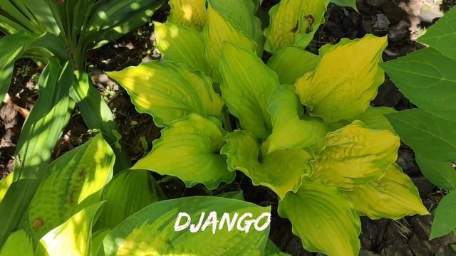 ШИКАРНЫЙ ЯРКИЙ сорт хоста Django...#hosta #коллекция #хоста #с