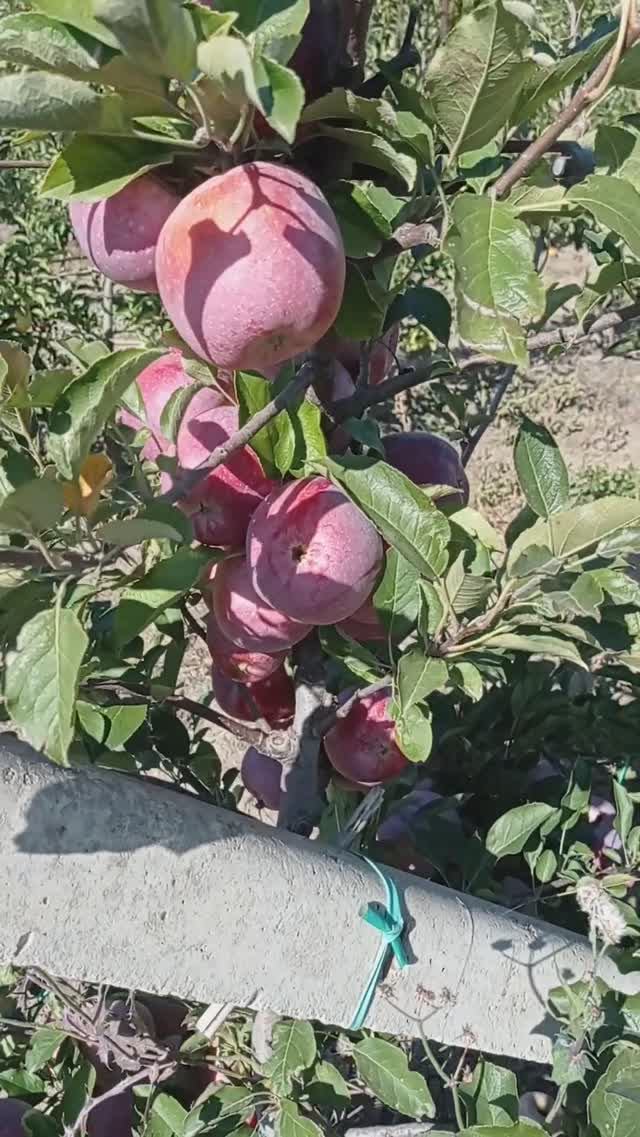 Яблоня Фуджион (Fujion)