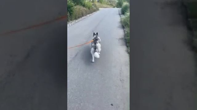 dvp online в прямом эфире! смотреть онлайн