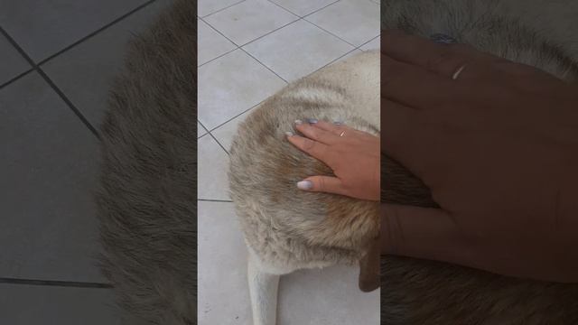 ПОКОРМИЛИ ШАРИКА ПО ДОРОГЕ В СТОЛОВУЮ смотреть онлайн