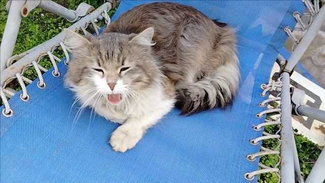 Жарим колбаски😝.mp4