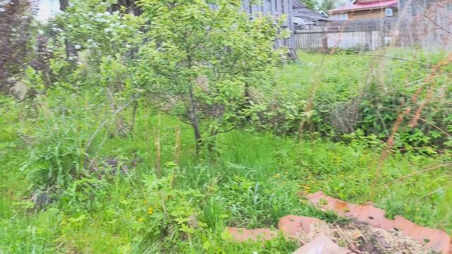 Обзор теплиц и клубники на 2 июня 2025г. смотреть онлайн