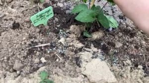 Клематисы по сетке рабица