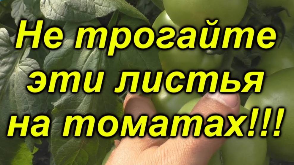 🍅Как правильно формировать листовой аппарат томатов: 🌱полный разбор для максимального урожая💪 смотреть онлайн