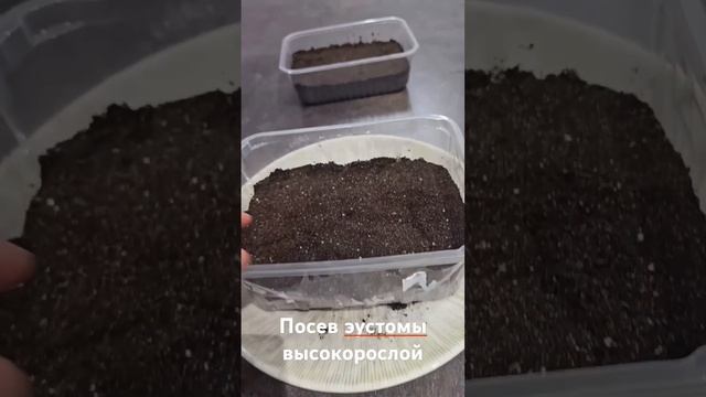 Посев эустомы высокорослой смотреть онлайн