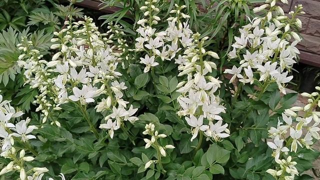 Диктамнус (Ясенец) в нашем саду 2025 смотреть онлайн