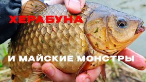 КАРАСЬ после нереста. Красивые поклёвки, которых я ждал