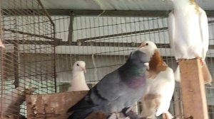 2.06.2025г Голуби у Отца на Кубани!