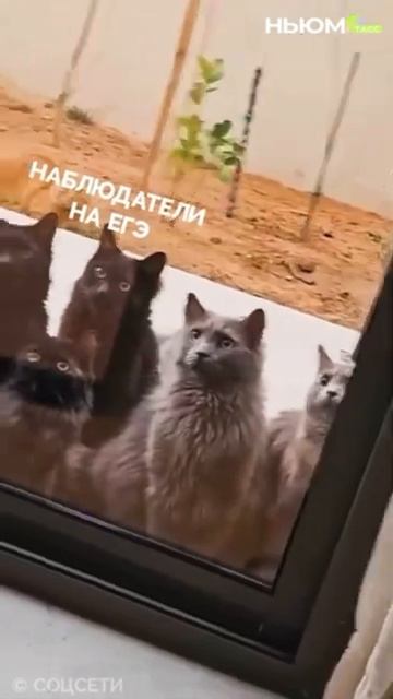 Делали шпаргалки или зубрили ночами? смотреть онлайн