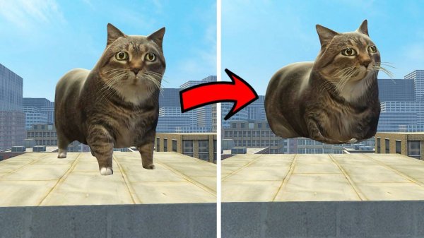 Я нашел нового замечательного кота в гаррис моде