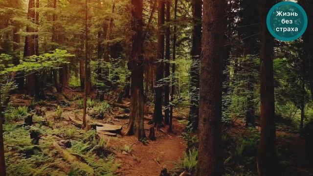 Депрессия: не враг, а сигнал. Как понять, пережить и вый смотреть онлайн