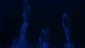 Дельфины и биолюминесценция в море Кортеса (Калифорнийский залив, Мексика).🐬