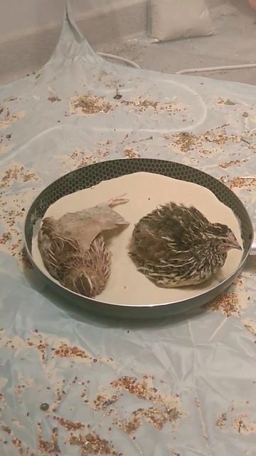 Домашние перепела купаются в песке #птицы смотреть онлайн