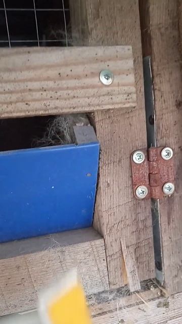 Кролики зимуют в теплице. На улице - 23, в теплице +6