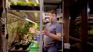 Самый простой способ размножить фуксию, черенкование