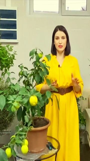 Как вырастить Павловский лимон на подоконнике.