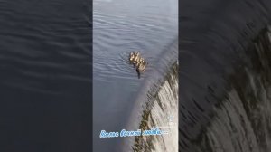 Вальс вечной любви...