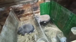 #кормление_кроликов #французкий_баран #кролики.