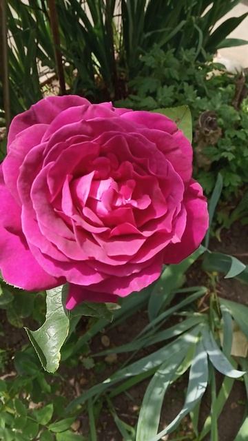 19 мая 2023 г.Мир в котором я живу..Райский Сад...Души..Новы? смотреть онлайн