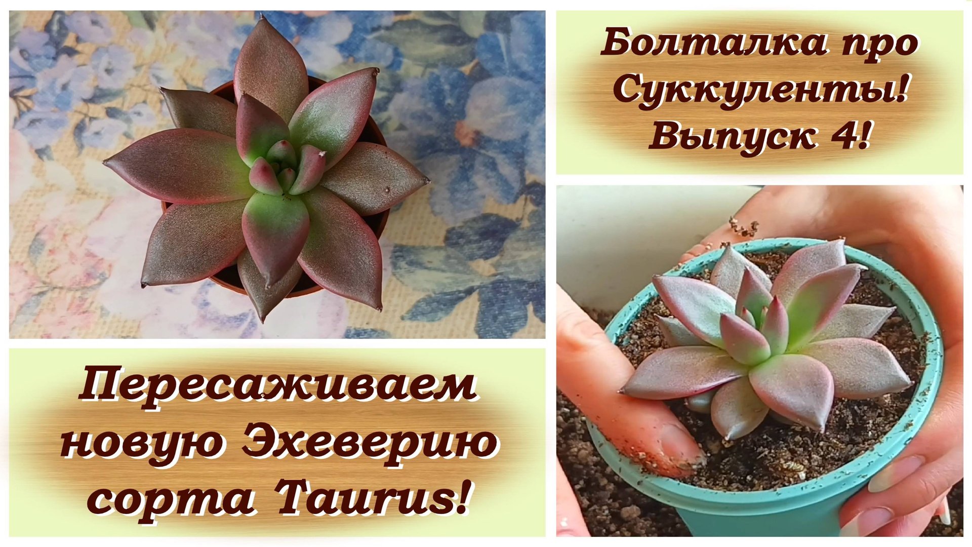 Болталка про Суккуленты! Выпуск 4! Пересаживаем новую Эхеверию сорта Taurus! смотреть онлайн
