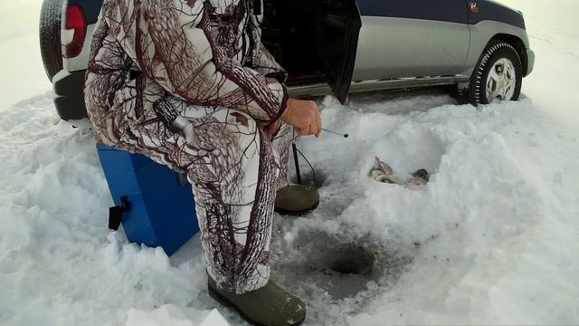 Поймал окуня, видел головастиков и куропаток в селе. смотреть онлайн