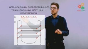 Поддержание и копирование генома. Инициация репликации и удвоение концов