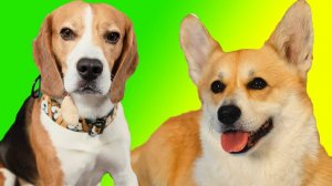 Приключения и загадки собачьего мира — Кусь-шоу — История дружбы, соревнований и расследований