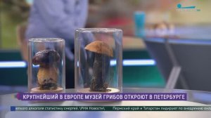 Крупнейший в Европе музей грибов открывается в Петербурге