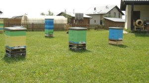 Подсадка маток ИО. Часть 2.