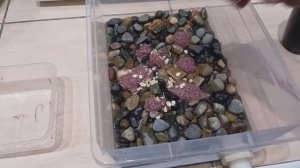 Трубочник израильский. Разведение без поролона. часть