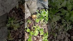 Как сделать КАМНИ из цемента и........... мусора.