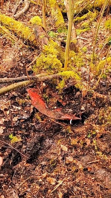 Стоило это забрать из леса? смотреть онлайн