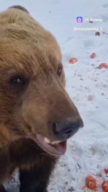 Не только 🍯 едим но и витамины тоже надо есть #travel смотреть онлайн