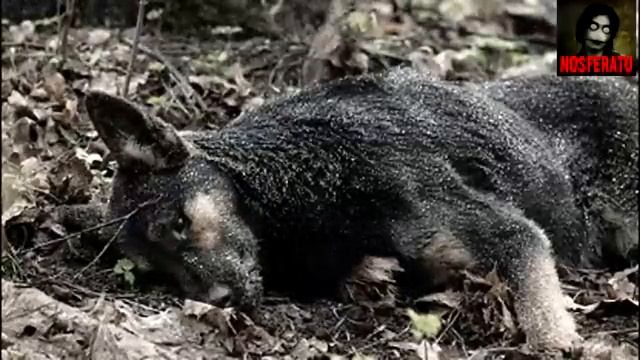 Лишайный. Страшные истории на ночь 🫣🫣🫣 смотреть онлайн