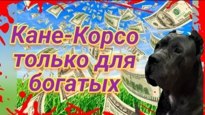 КАНЕ КОРСО НЕ ДЛЯ НИЩИХ!