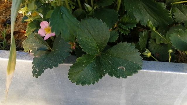 Как цветет клубника? Черные точки на цветах.