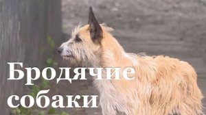 В Луганске участились нападения бродячих собак