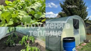 РАССАДА В ТЕПЛИЦЕ В СИБИРИ В МАЕ. Еще не высадила, готовлюсь к посадке