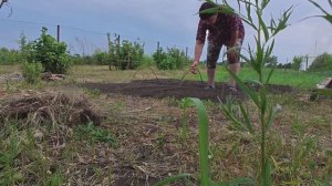 Лес дремучий, но на пользу. Дела житейские