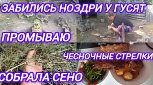 ПРОМЫВАЮ НОЗДРИ У ГУСЯТ. ОБЕД. СОБРАЛА СВЕЖЕЕ СЕНО.
