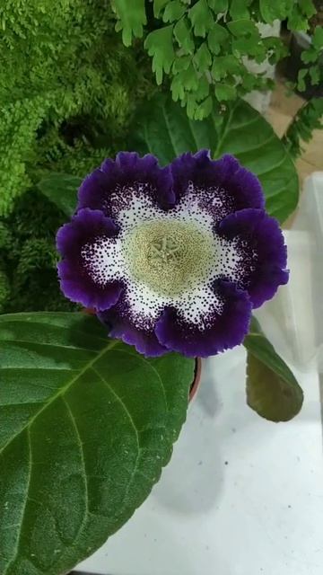 Глоксиния"Звездочёт" смотреть онлайн