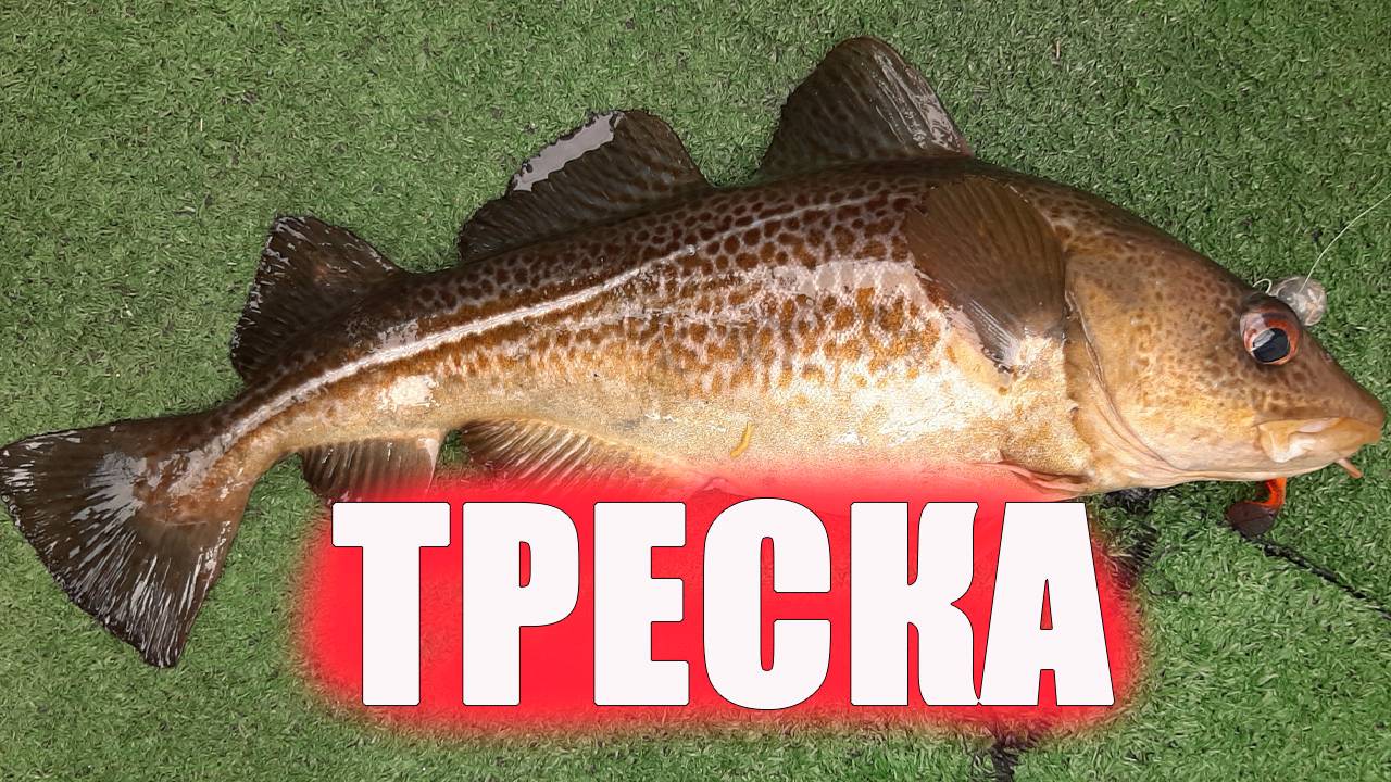 Ловим ТРЕСКУ, Балтийское море. смотреть онлайн