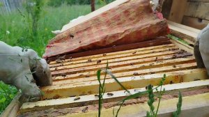 Уходим от роения, убираем расплод на выходе.