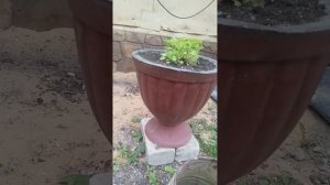 небольшой обзор цоколя.как изменился пропитка мокрый