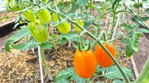 2 июня. Итоги ранней высадки рассады томатов, перцев и баклажанов