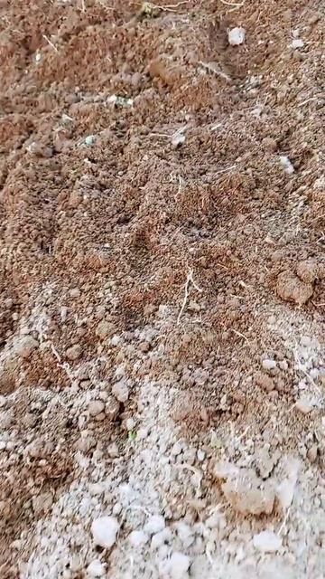 сажаем в парник зелень . смотреть онлайн