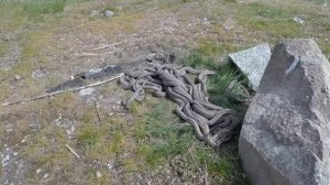 Моменты с Животными Один на Миллион