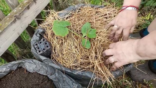 Высаживаем кабачки в мешки, капусту в грядки. Сегодня помогает младшая внучка😘 смотреть онлайн
